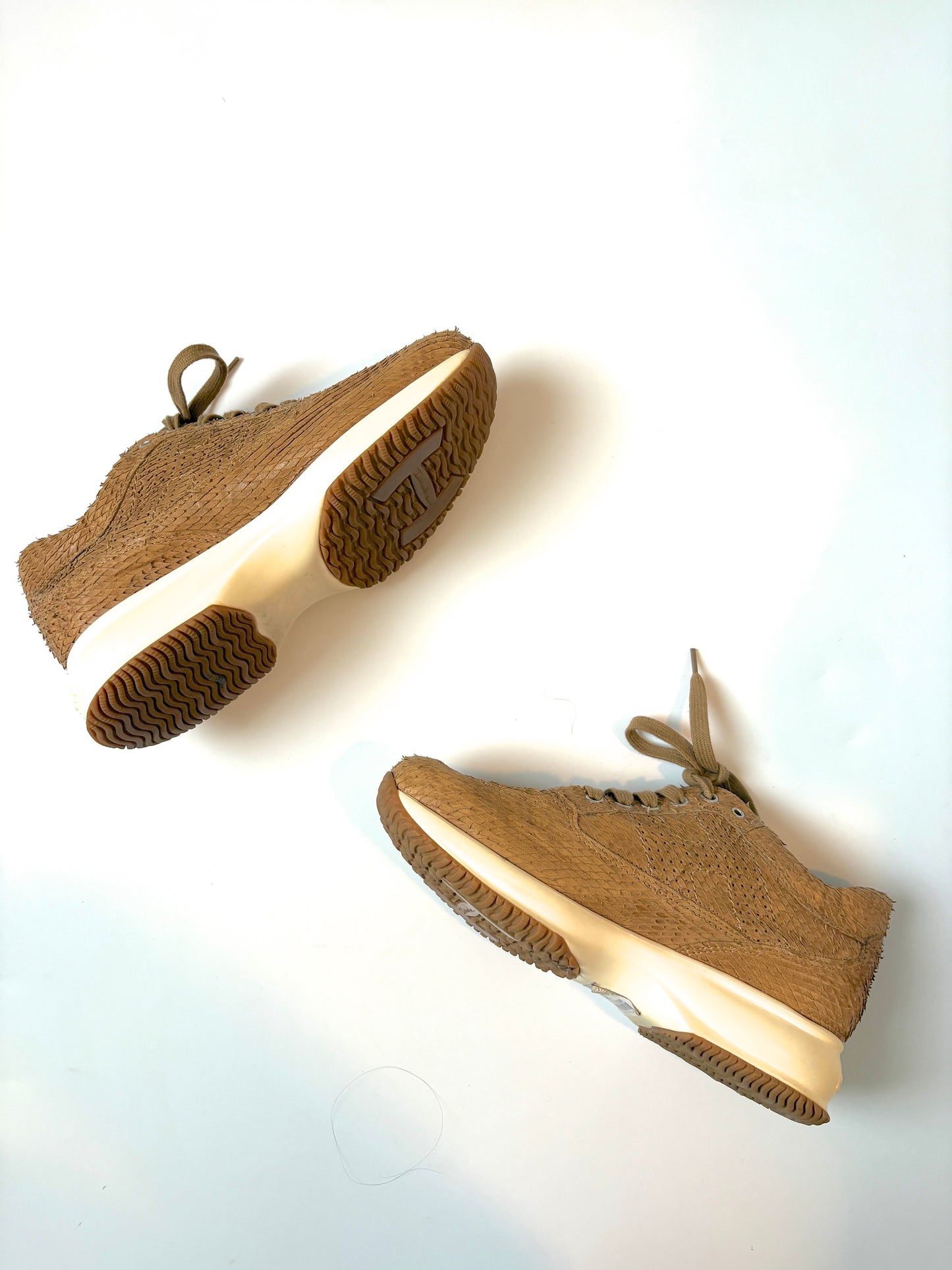 Hogan Interactive Camel Trainers UK 5